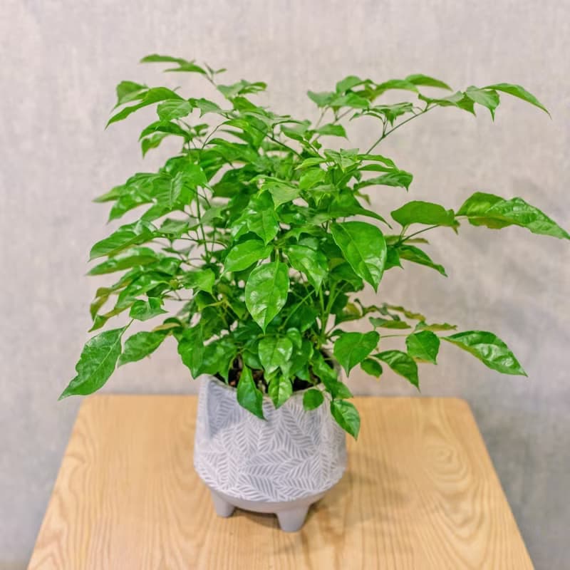 旺旺樹 發財樹 大樹葉紋 水泥盆栽 桌上盆栽 開幕送禮 喬遷禮物