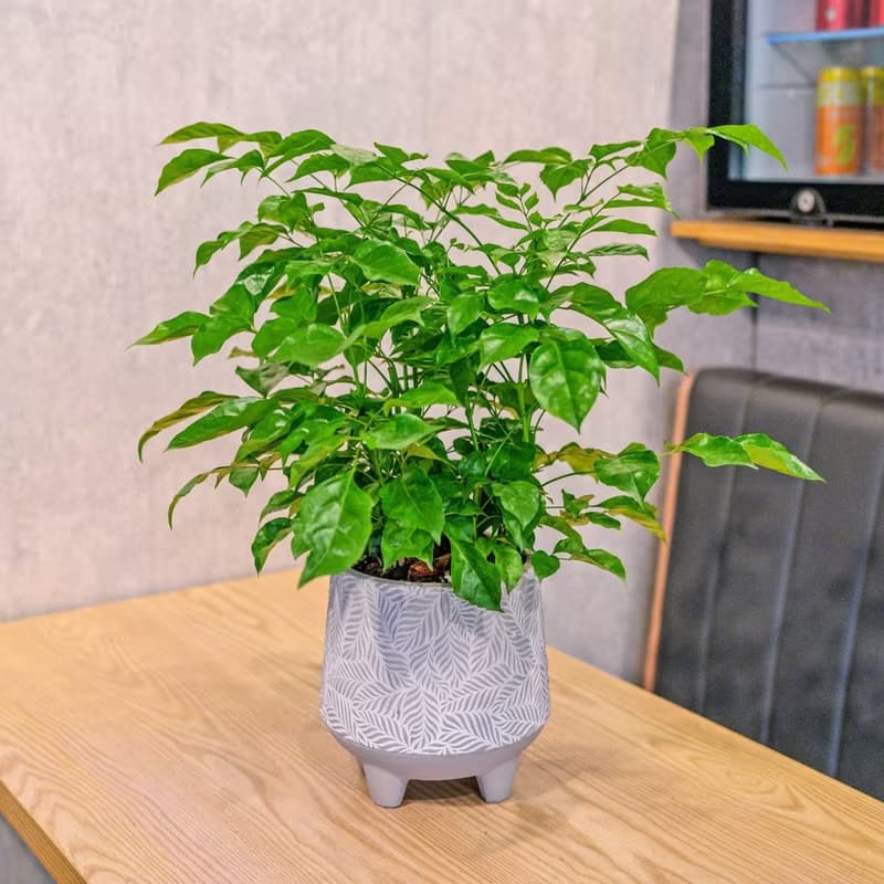 旺旺樹 發財樹 大樹葉紋 水泥盆栽 桌上盆栽 開幕送禮 喬遷禮物