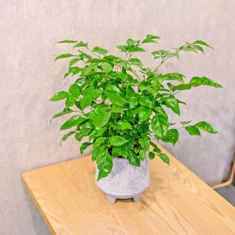 旺旺樹 發財樹 大樹葉紋 水泥盆栽 桌上盆栽 開幕送禮 喬遷禮物