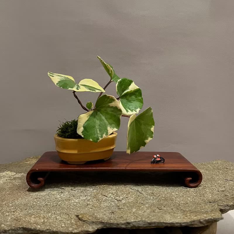 浮雲錦 粉紅橐吾∣ツワブキ 陀寂風格 罕見山野草