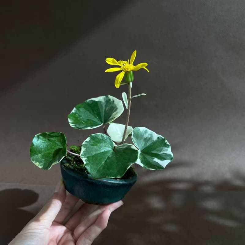 浮雲錦 粉紅橐吾∣ツワブキ 陀寂風格 罕見山野草