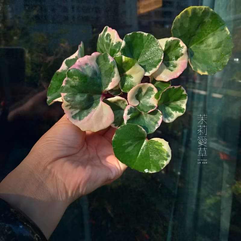 浮雲錦 粉紅橐吾∣ツワブキ 陀寂風格 罕見山野草