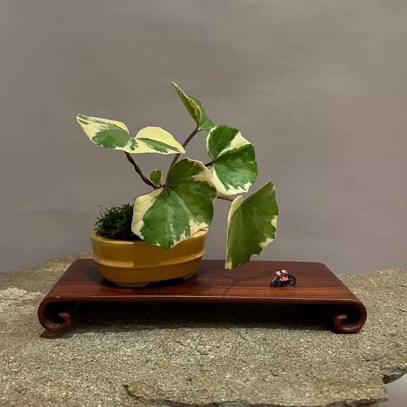 浮雲錦 粉紅橐吾∣ツワブキ 陀寂風格 罕見山野草