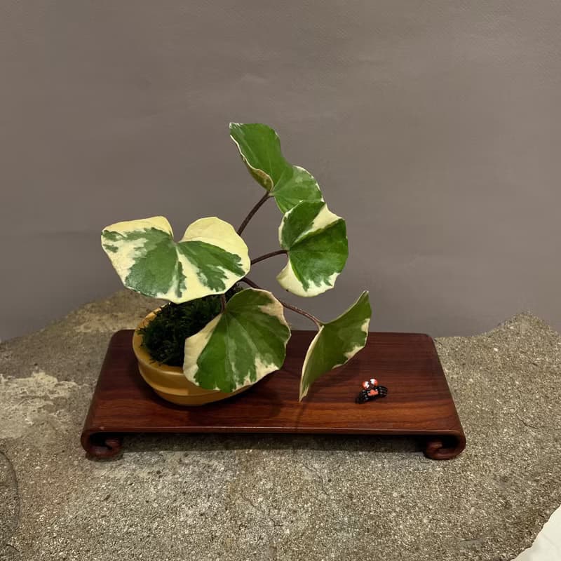 浮雲錦 粉紅橐吾∣ツワブキ 陀寂風格 罕見山野草