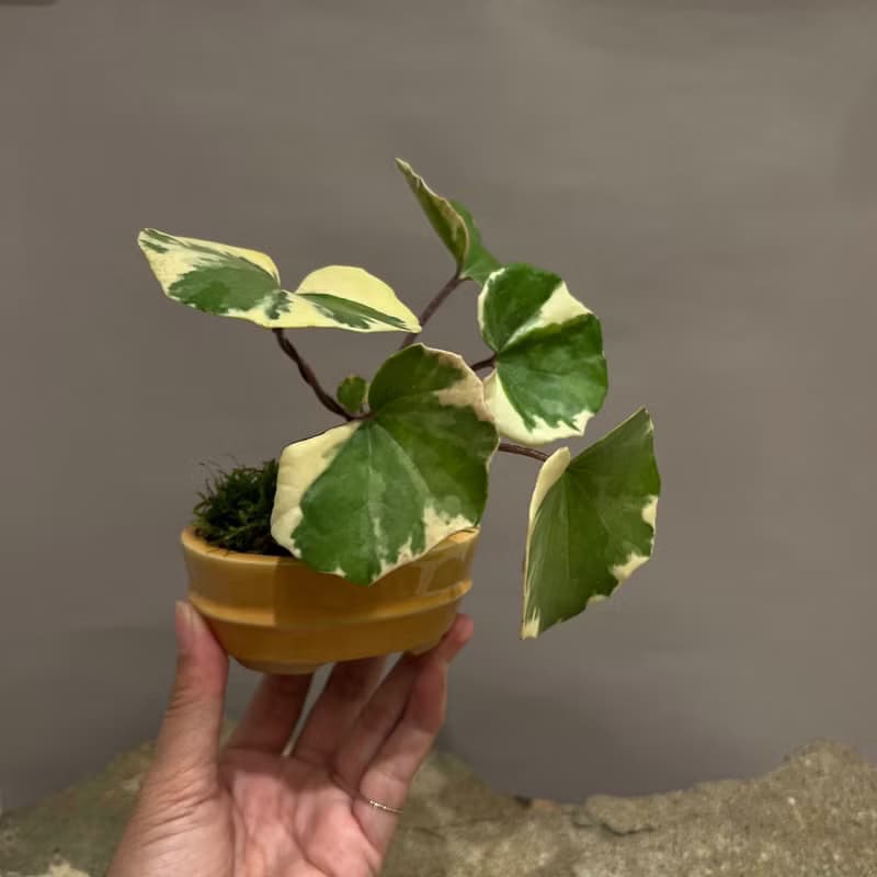 浮雲錦 粉紅橐吾∣ツワブキ 陀寂風格 罕見山野草