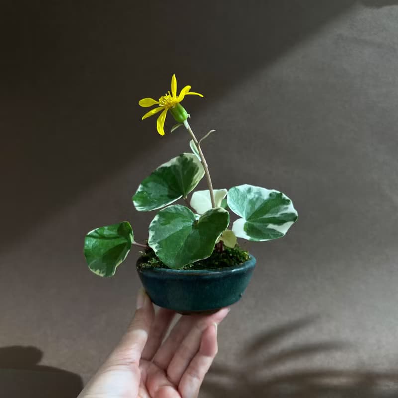 浮雲錦 粉紅橐吾∣ツワブキ 陀寂風格 罕見山野草