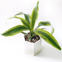 (現貨) 活力黃系列 | 檸檬千年木 六邊形水泥觀葉植栽 室內植栽