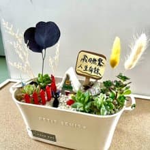 多肉組盆 多肉植物 吉卜力 魔女宅急便 吉吉 ジジ 黑貓 植物盆栽