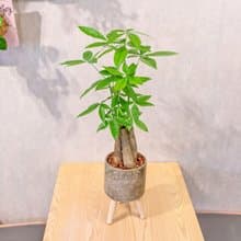 馬拉巴栗植栽 招財樹 室內耐陰植物 發財樹 小高木腳水泥盆栽