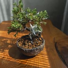 迷你盆栽紀州真柏 松柏迷你盆栽 植栽 小盆栽