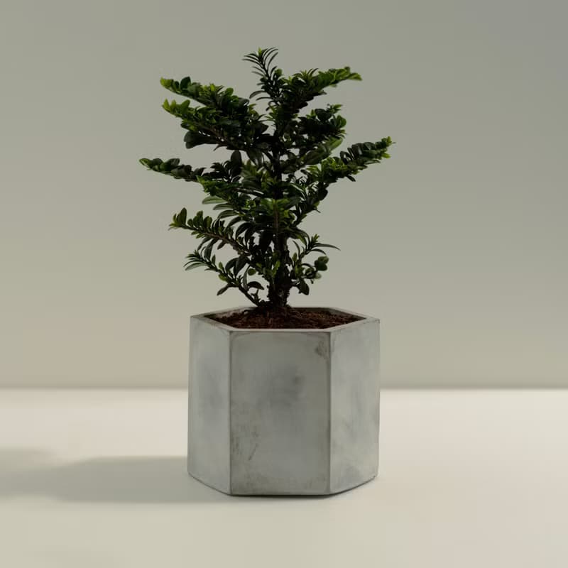 翠米茶│泥作系列│福所栽