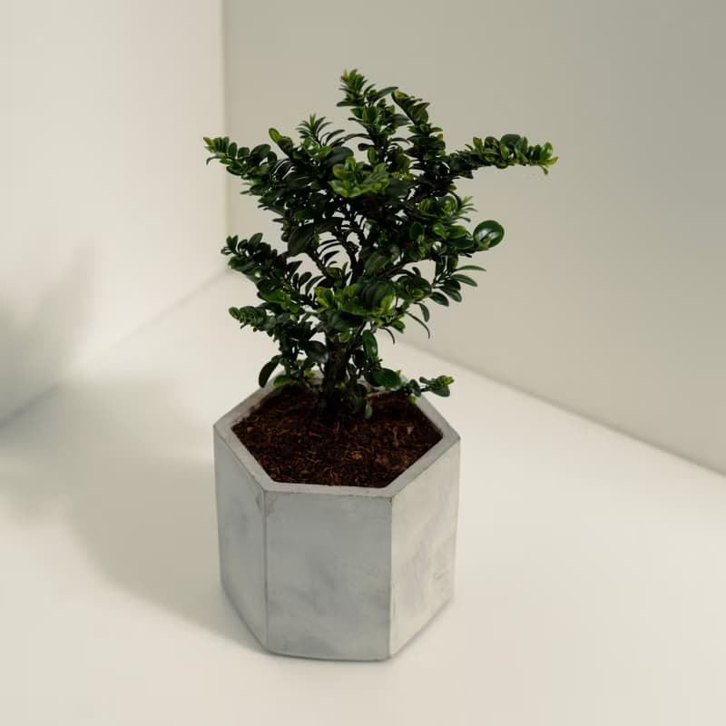 翠米茶│泥作系列│福所栽