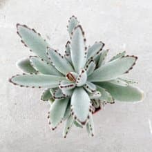 【荳荳多肉】【白雪月兔】喬遷│送禮│升遷│多肉植物