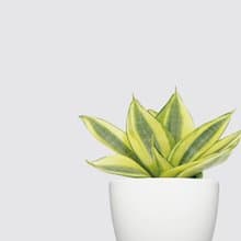 │ 犀力系列 │ 黃金虎尾蘭 - 空氣淨化 室內植物 水耕盆栽