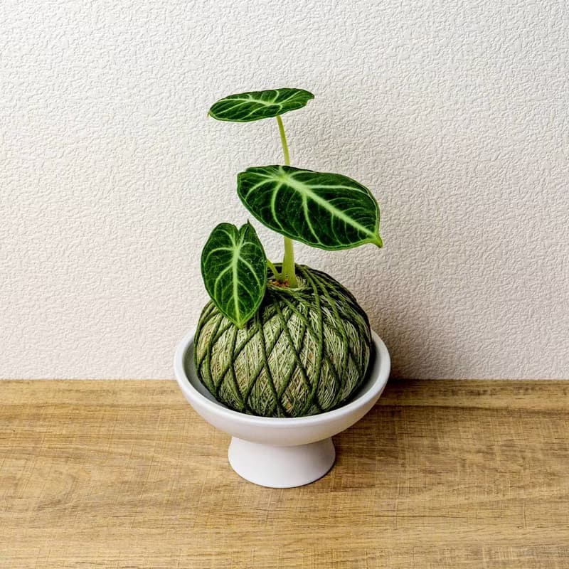 苔球植物 忍者觀音蓮墨綠苔球加磨砂高腳缽 苔球 苔玉 禮物 送禮