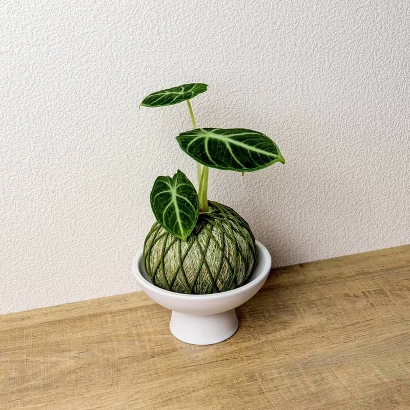 苔球植物 忍者觀音蓮墨綠苔球加磨砂高腳缽 苔球 苔玉 禮物 送禮