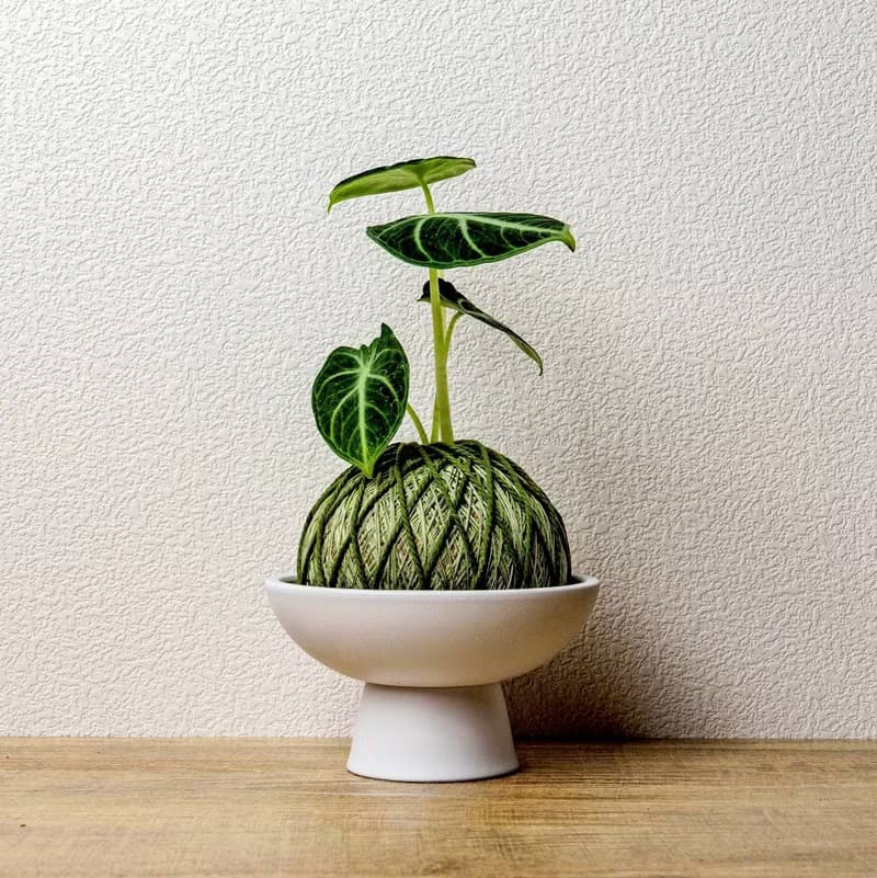 苔球植物 忍者觀音蓮墨綠苔球加磨砂高腳缽 苔球 苔玉 禮物 送禮