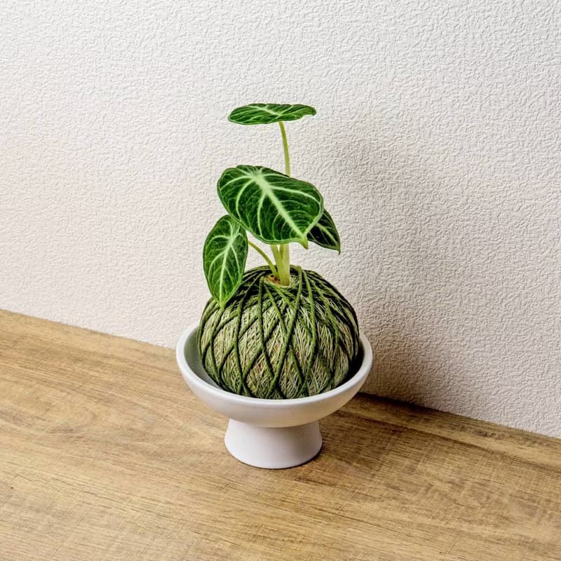 苔球植物 忍者觀音蓮墨綠苔球加磨砂高腳缽 苔球 苔玉 禮物 送禮