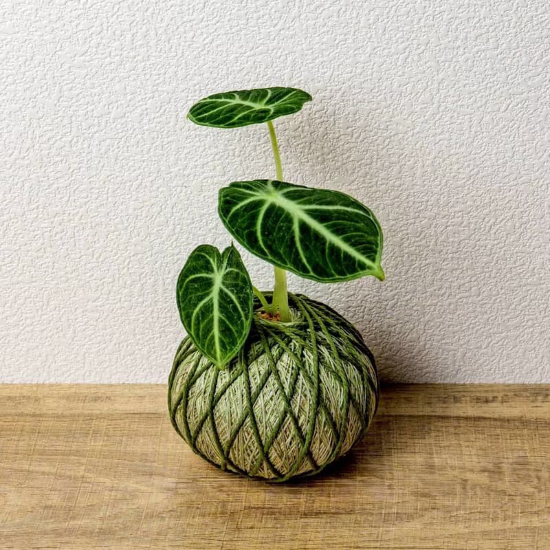 苔球植物 忍者觀音蓮墨綠苔球加磨砂高腳缽 苔球 苔玉 禮物 送禮