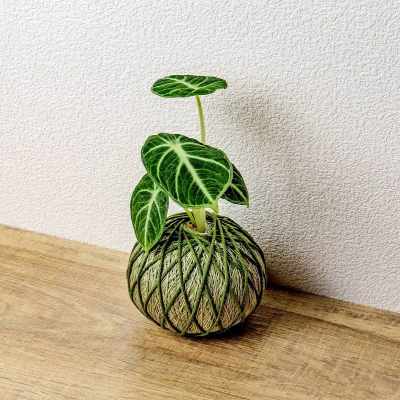 苔球植物 忍者觀音蓮墨綠苔球加磨砂高腳缽 苔球 苔玉 禮物 送禮