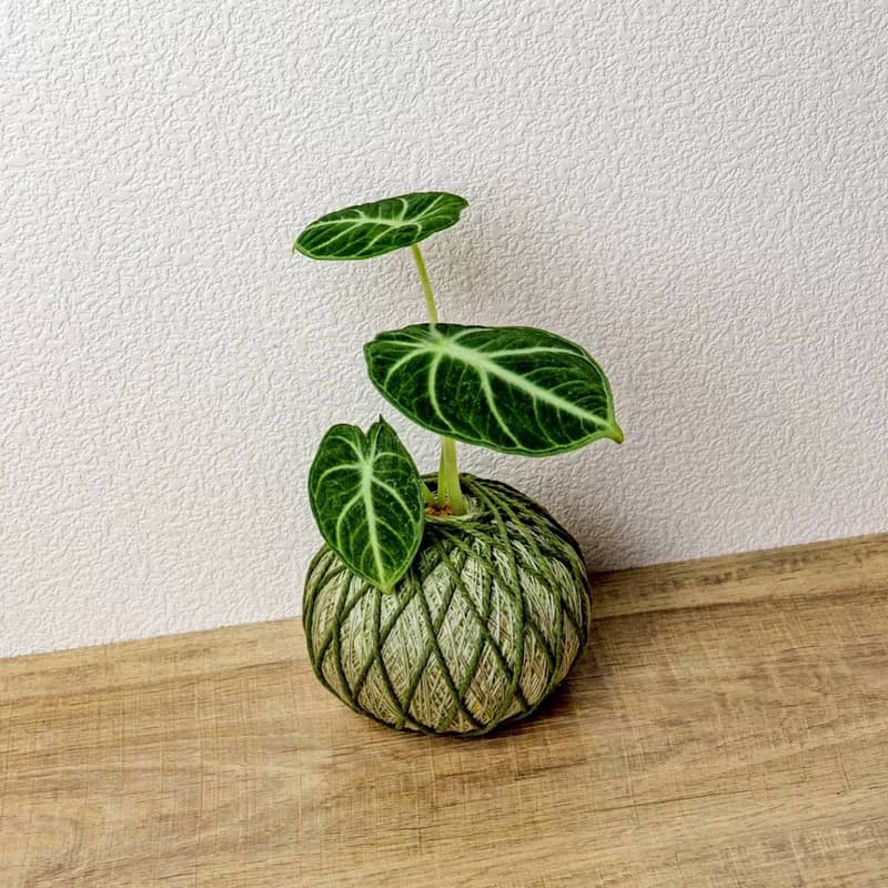 苔球植物 忍者觀音蓮墨綠苔球加磨砂高腳缽 苔球 苔玉 禮物 送禮