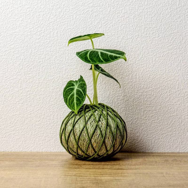 苔球植物 忍者觀音蓮墨綠苔球加磨砂高腳缽 苔球 苔玉 禮物 送禮