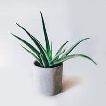 盆空間・蘆薈 室內觀賞植物綠化盆栽植栽 水泥盆 6吋盆