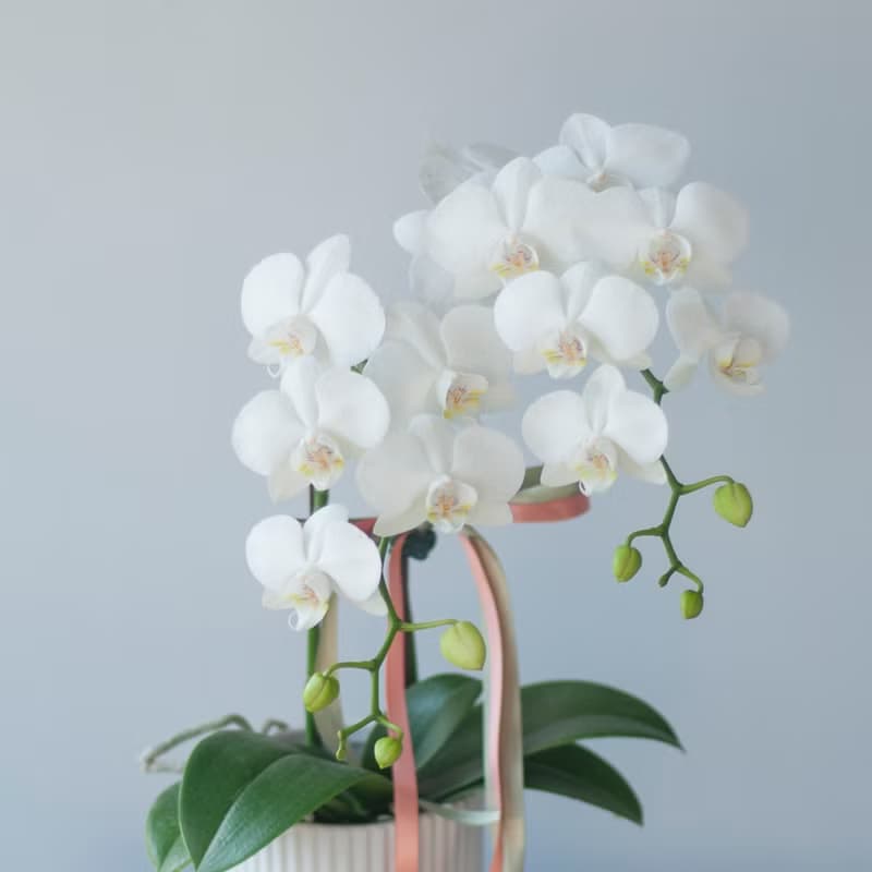 優雅白蘭花盆栽 | 榮升 | 開幕送禮 | 居家佈置