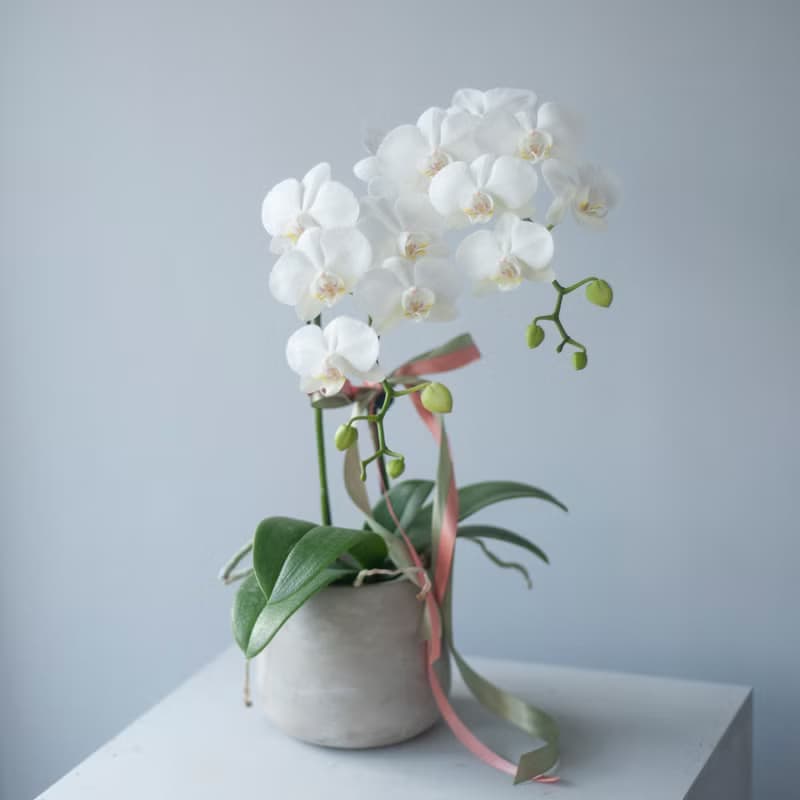 優雅白蘭花盆栽 | 榮升 | 開幕送禮 | 居家佈置