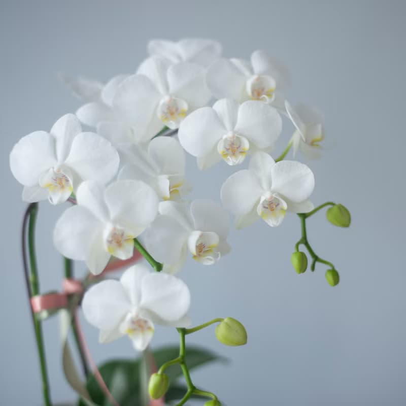 優雅白蘭花盆栽 | 榮升 | 開幕送禮 | 居家佈置