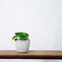 【室內盆栽】心願椒草 盆栽 植栽 幸運草 開幕送禮 升遷送禮