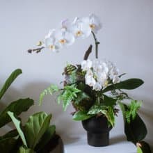 白靄 蘭花觀葉盆栽 | 榮升 | 開幕送禮 | 居家佈置