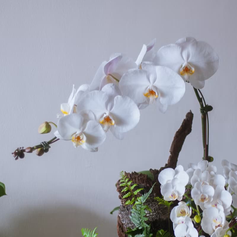 白靄 蘭花觀葉盆栽 | 榮升 | 開幕送禮 | 居家佈置