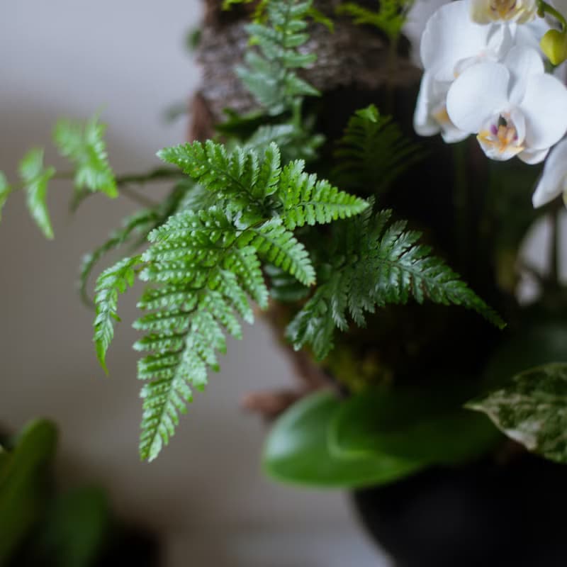 白靄 蘭花觀葉盆栽 | 榮升 | 開幕送禮 | 居家佈置