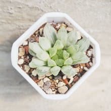 【荳荳多肉】【白斑玉露】喬遷│送禮│升遷│多肉植物