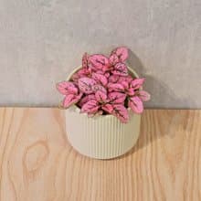 嫣粉蔓 莫蘭迪色系直紋陶盆 室內植物 觀葉植物 禮物 盆栽