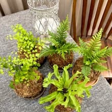 【觀葉苔球】水苔球 居家植物 觀葉植物 室內植物 開幕送禮