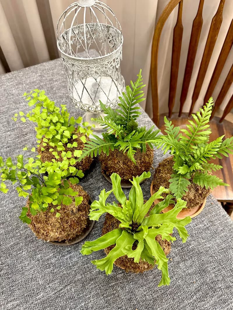 【觀葉苔球】水苔球 居家植物 觀葉植物 室內植物 開幕送禮