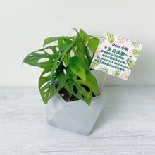 【超人氣室內觀賞植物】洞洞蔓綠絨 窗孔龜背芋盆栽 @JU