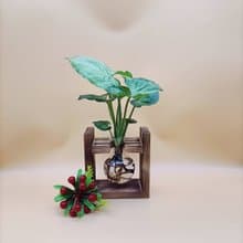 水培植物 合果芋 淨化空氣 懶人植栽 創意木架 室內植物