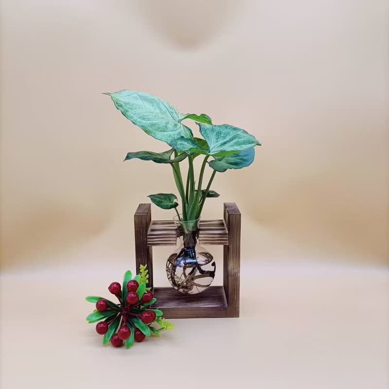 水培植物 合果芋 淨化空氣 懶人植栽 創意木架 室內植物