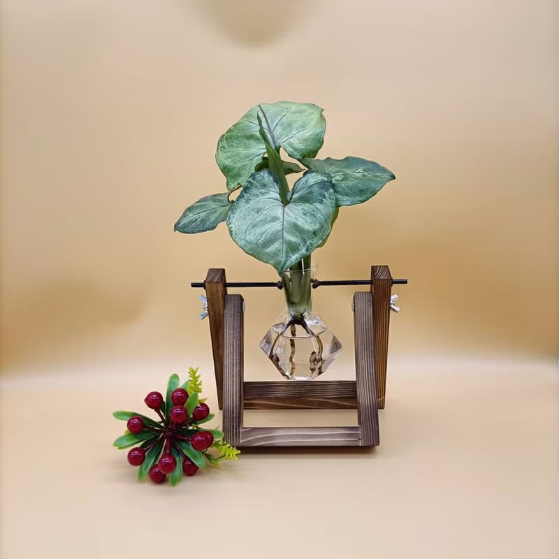 水培植物 合果芋 淨化空氣 懶人植栽 創意木架 室內植物