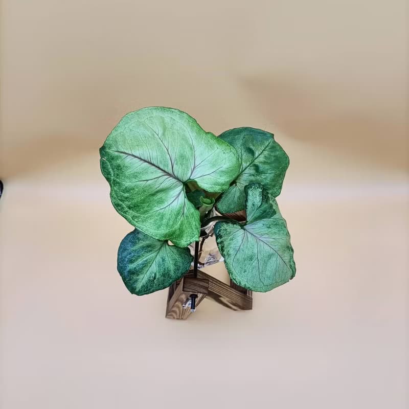 水培植物 合果芋 淨化空氣 懶人植栽 創意木架 室內植物