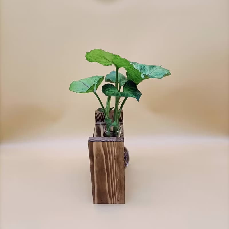 水培植物 合果芋 淨化空氣 懶人植栽 創意木架 室內植物