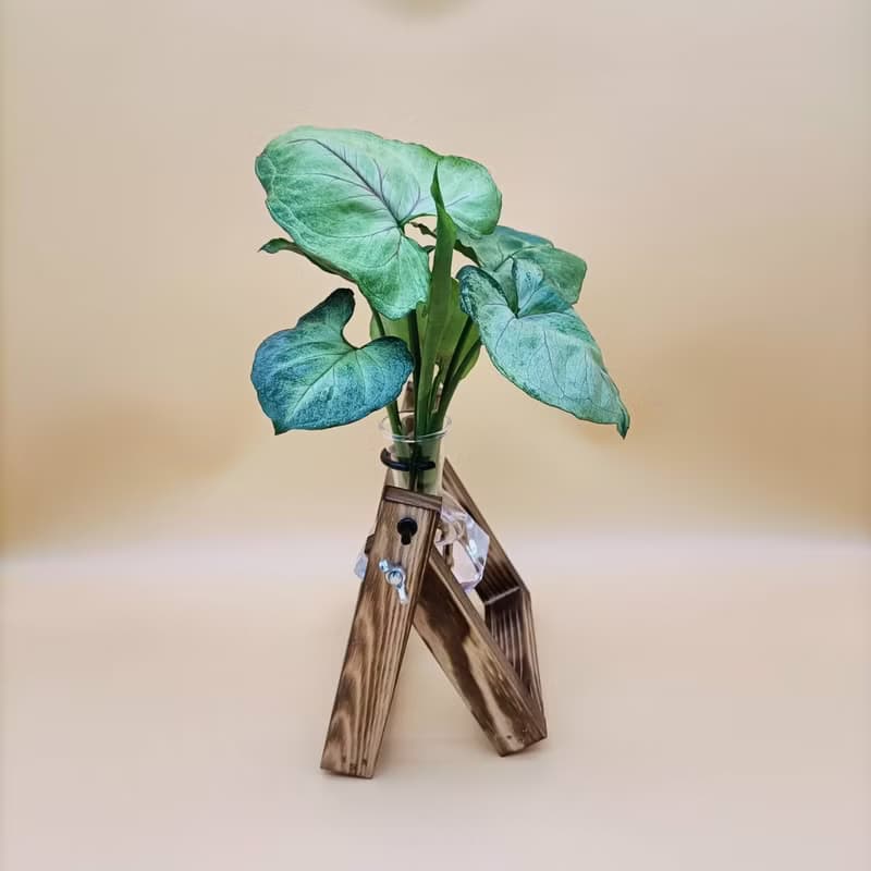 水培植物 合果芋 淨化空氣 懶人植栽 創意木架 室內植物