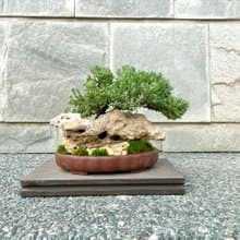 小品盆栽-珍珠柏