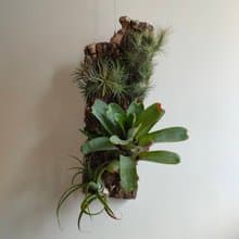 岩壁之森 - 香檳樹皮板植物上板