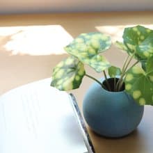水培植栽│星點山菊_室內植物 辦公室盆栽 店內擺設 送禮