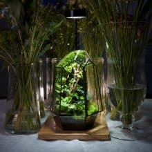 幾何方程式生態缸 | 室內植栽 禮物 附植物燈 好照顧