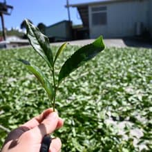 台灣阿里山 樟樹湖高山烏龍茶葉 手採春茶 贈精美環保禮袋